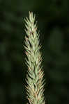 Reed canarygrass